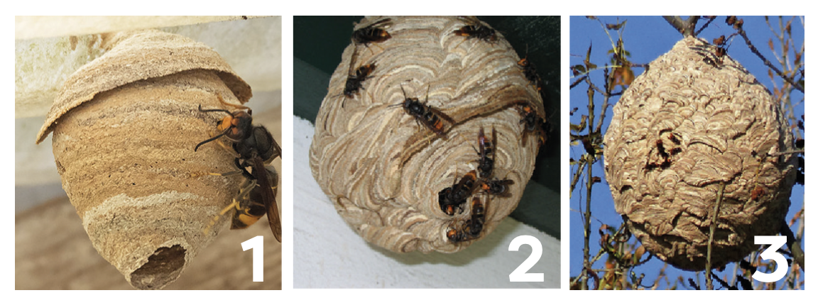 Nids des frelons asiatiques
