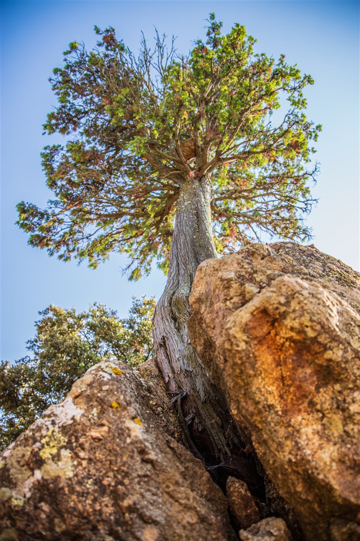 Ginebre.jpg