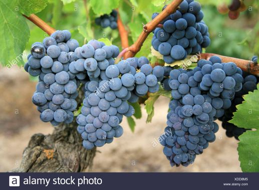 carignan-grapes-XDD8M5.jpg