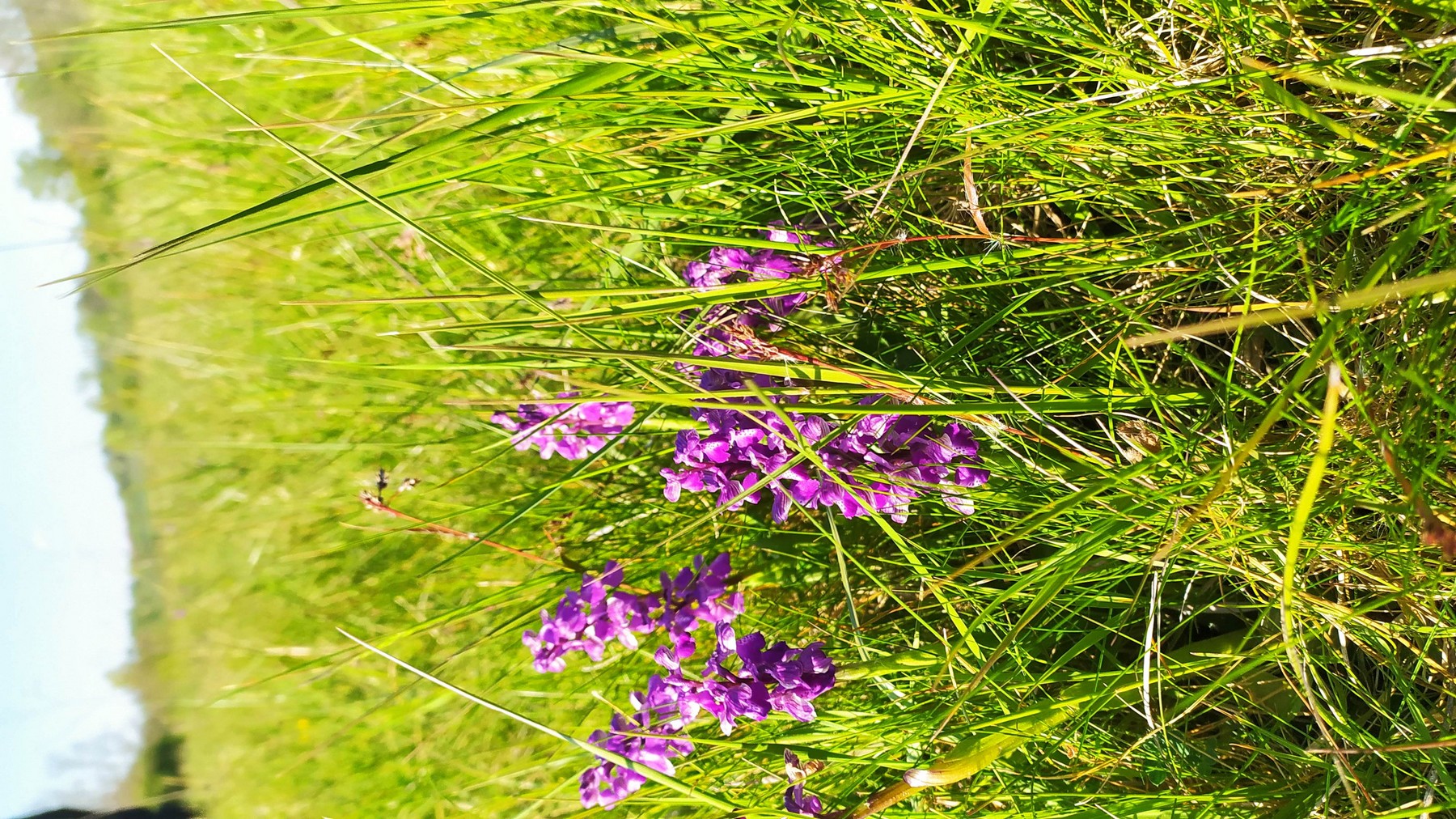 Orchidées IMG_20210424_172453.jpg