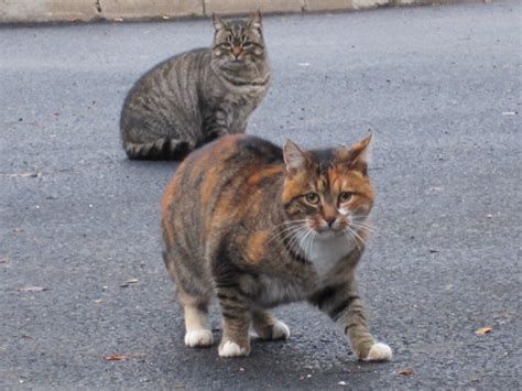 chats 02.jpg