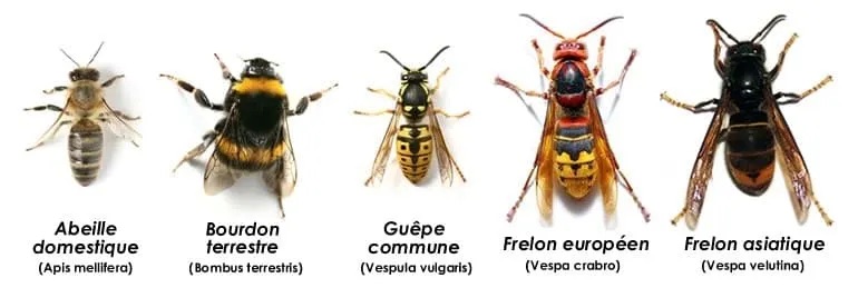 hymenopteres1.jpeg