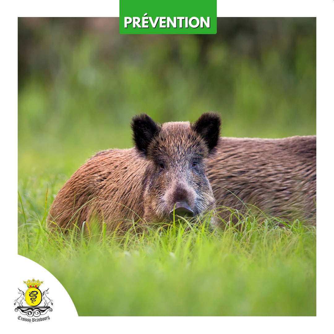 VISUELS - SITE ET RS _1_.png