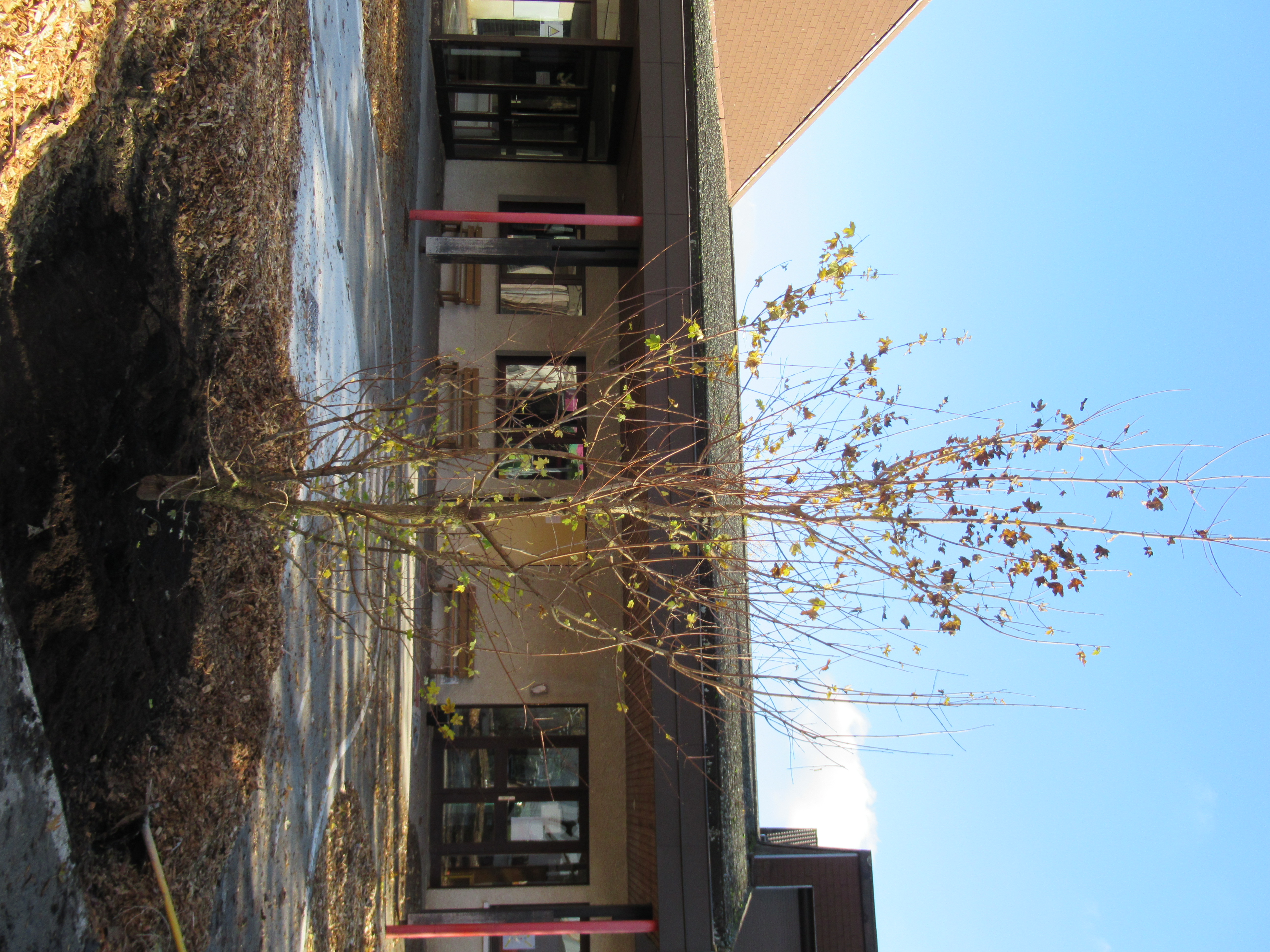 2025-10-30 Plantation 3 arbres cour école maternelle - OK _2_.JPG