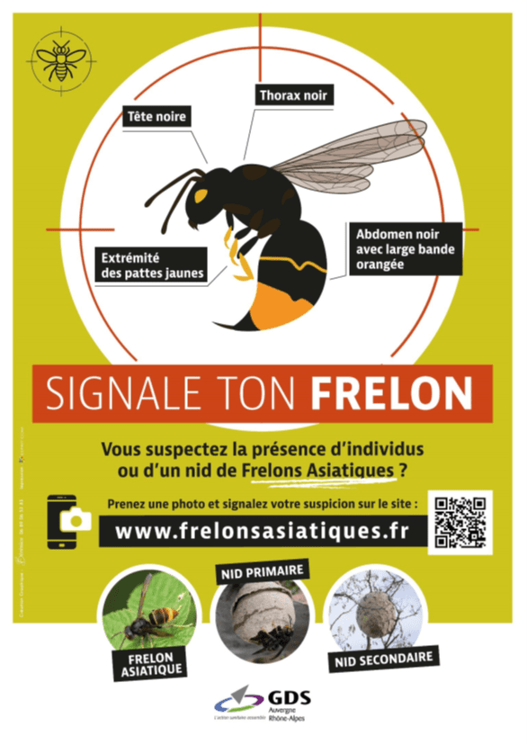 Affiche Signalement Frelon.png