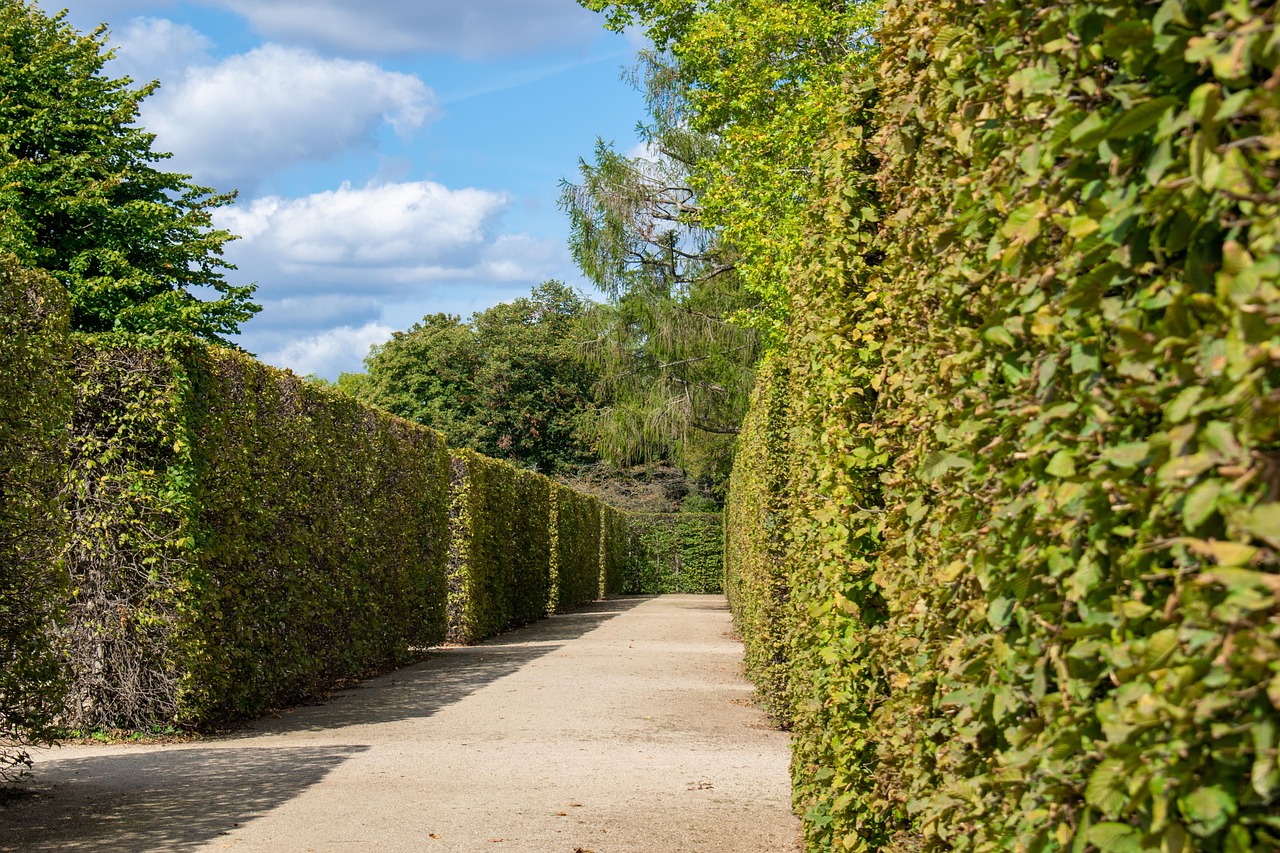 hedge-4476859_1280.jpg