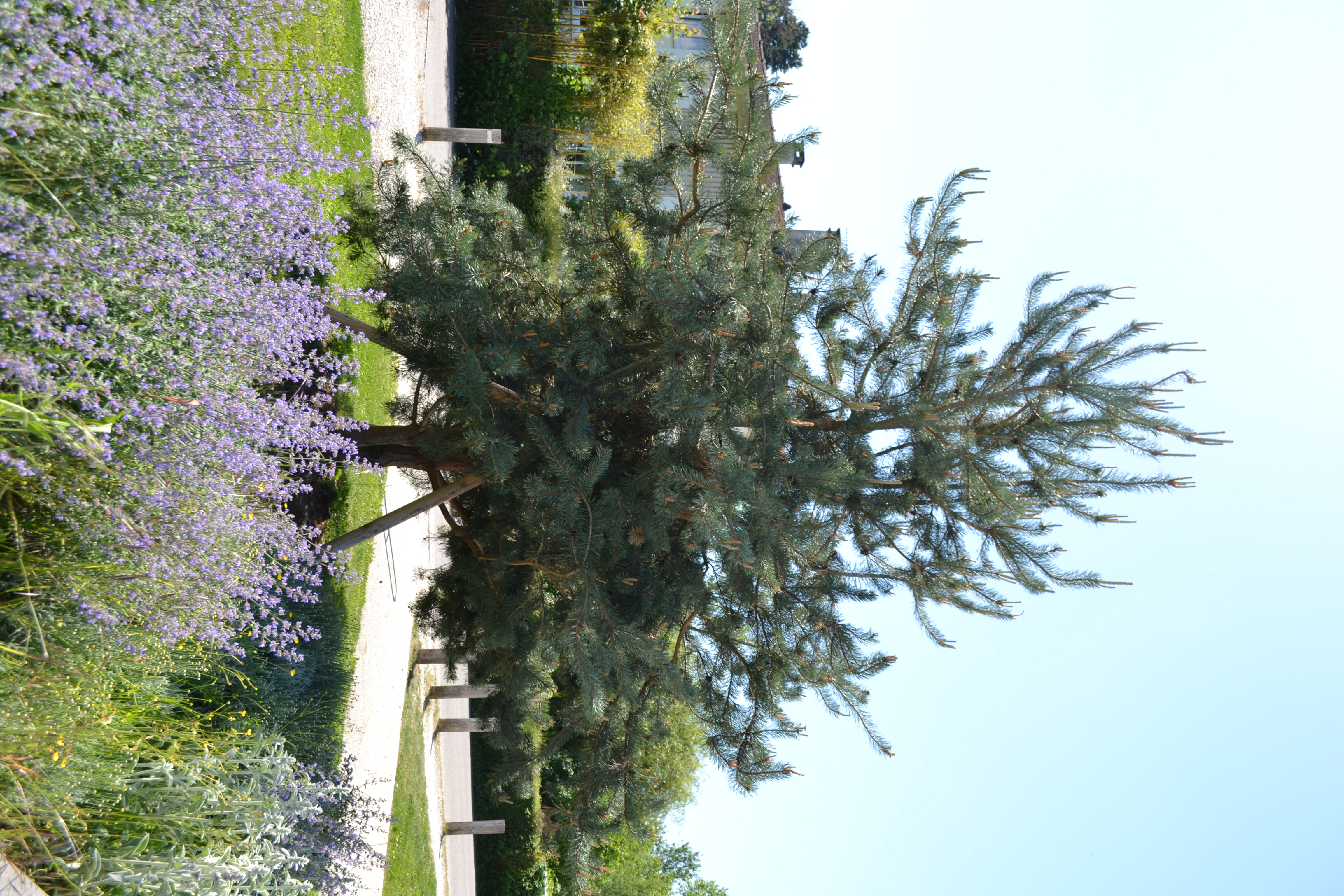 2026-05-27 Arbres devant l_Espace Augustine Coutin au soleil _2_.JPG
