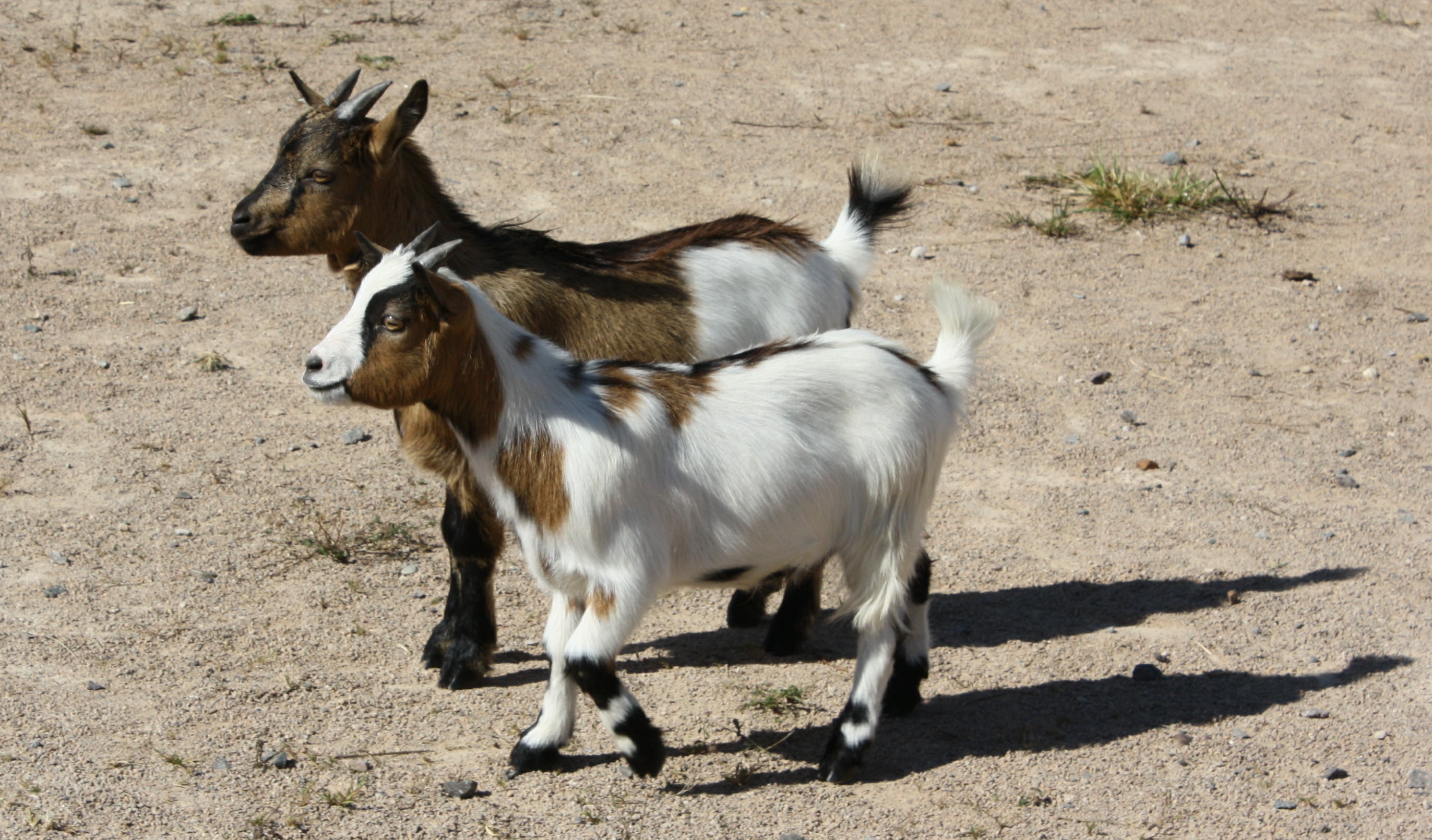 Copie de IMG_8693.jpg