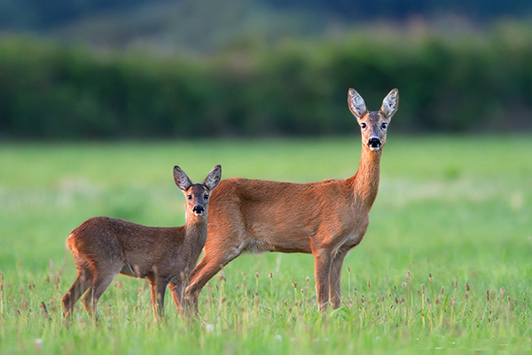 biche.jpg