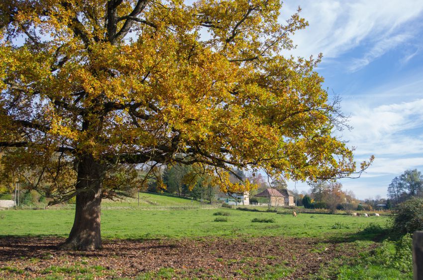 St So Arbre jaune.jpg