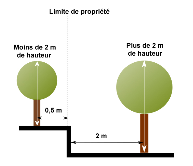 plantation arbre.jpg