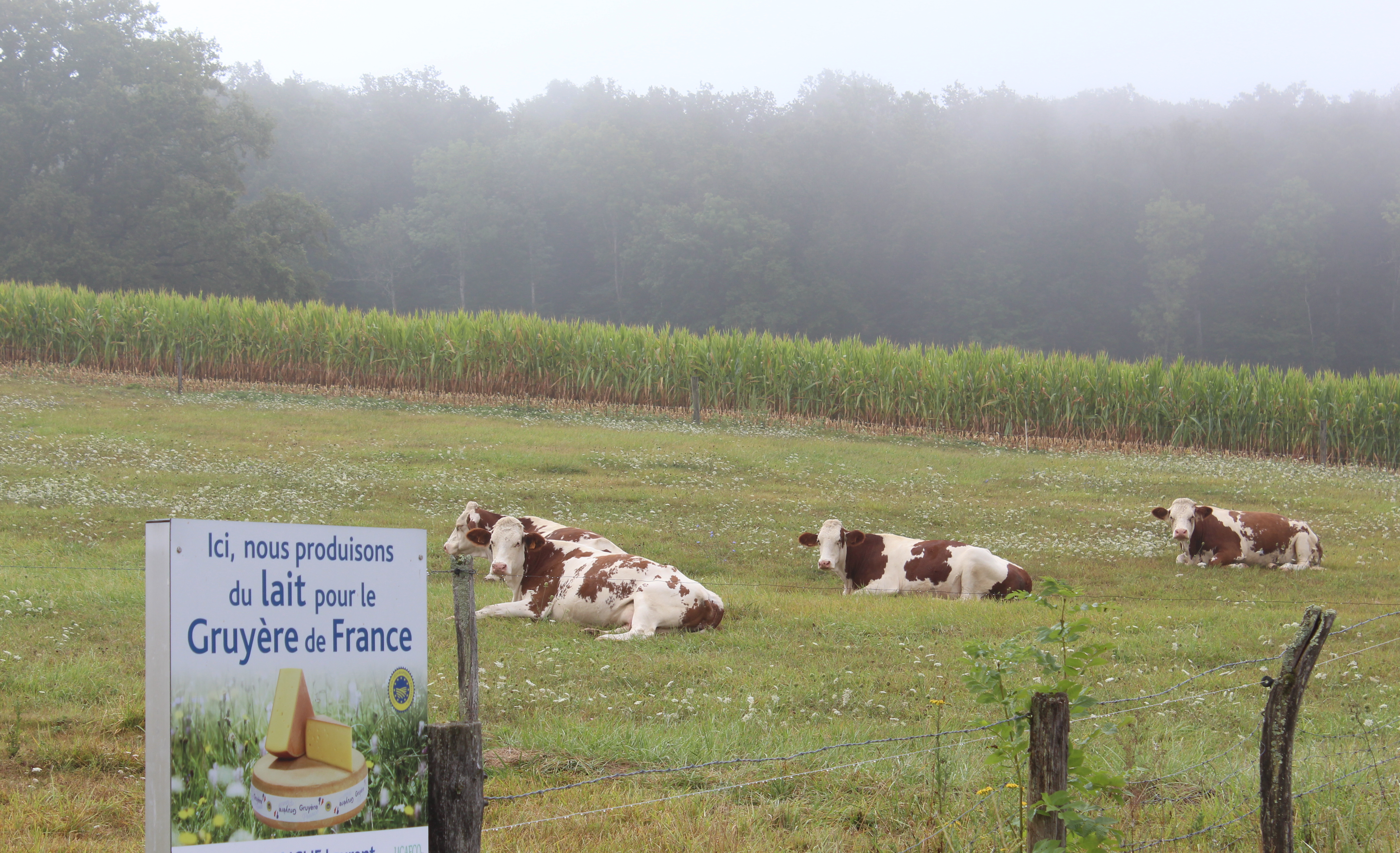 jasney agricole 1.jpg