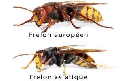 frelon.jpg