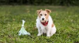 image chien dejection.jpeg