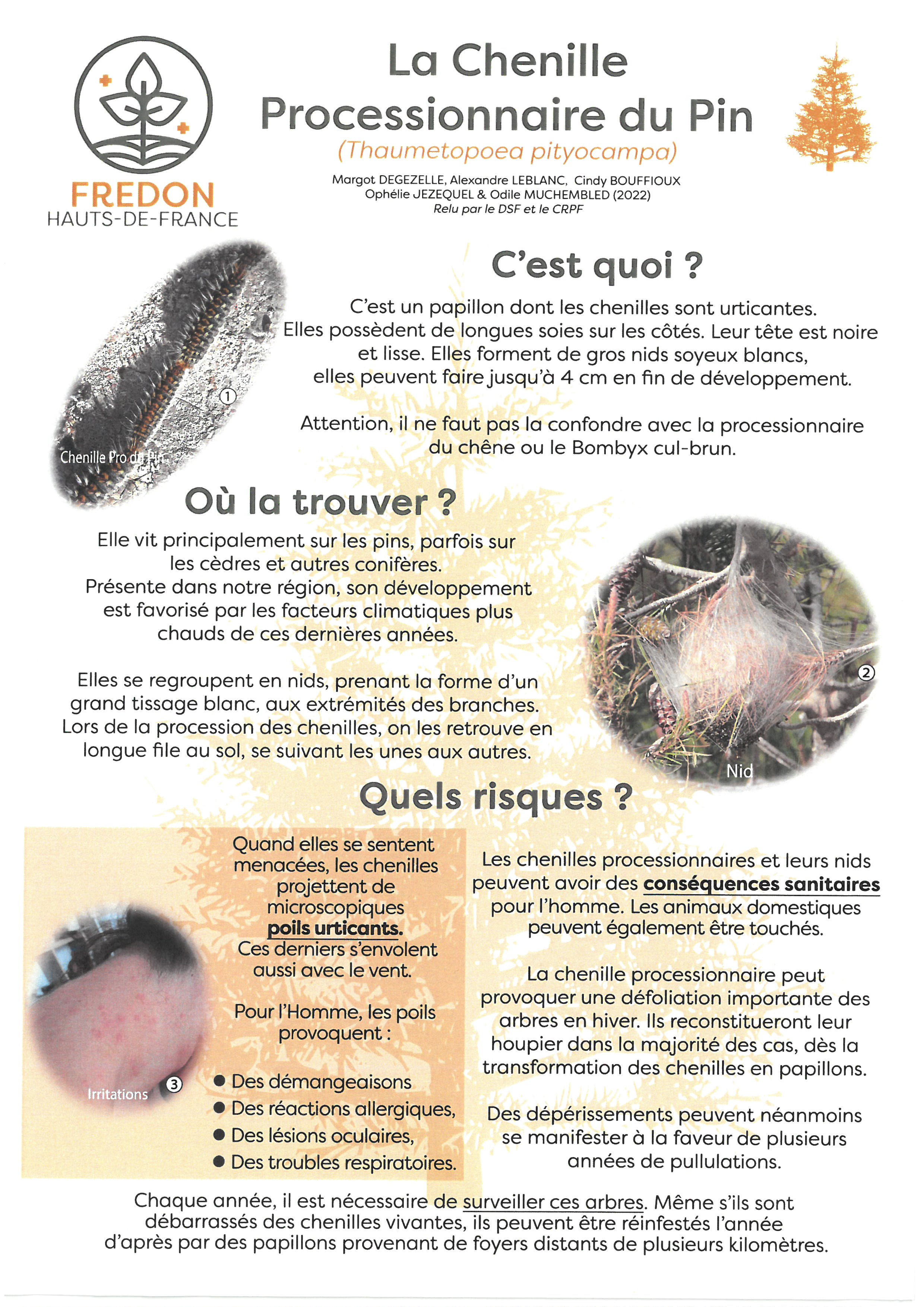 CHENILLE PROCESSIONNAIRE DU PIN 2.jpg