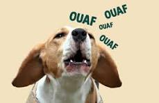 aboiements chiens.jpeg