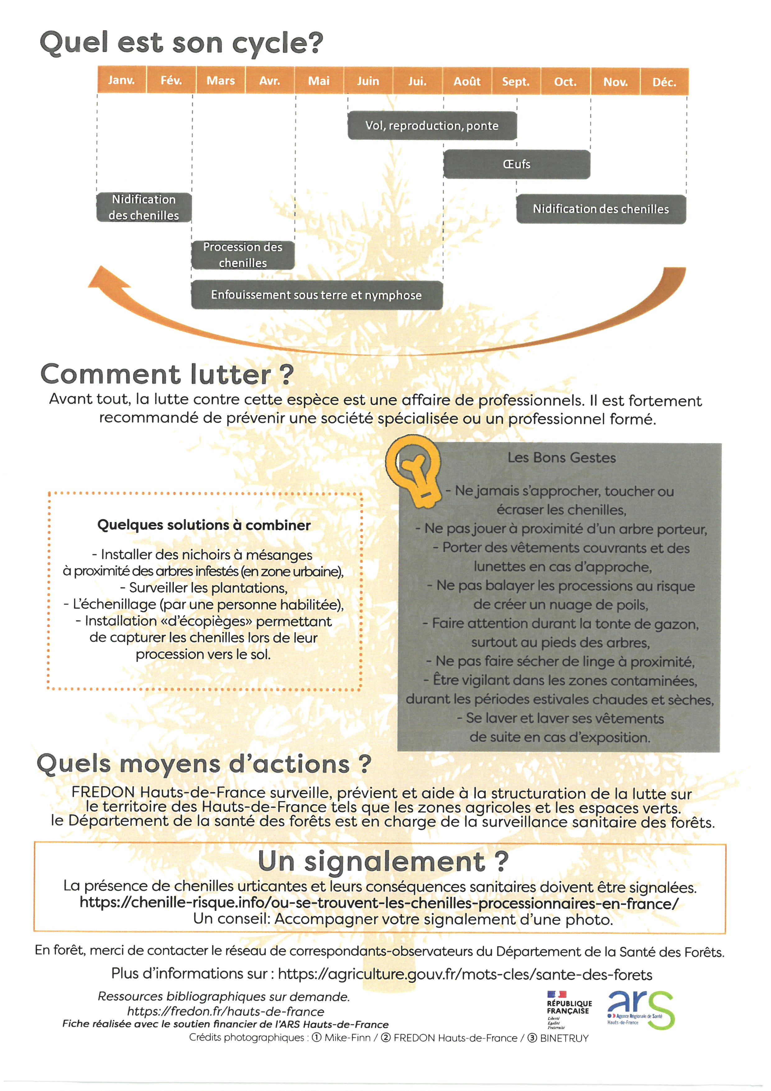 CHENILLE PROCESSIONNAIRE DU PIN.jpg
