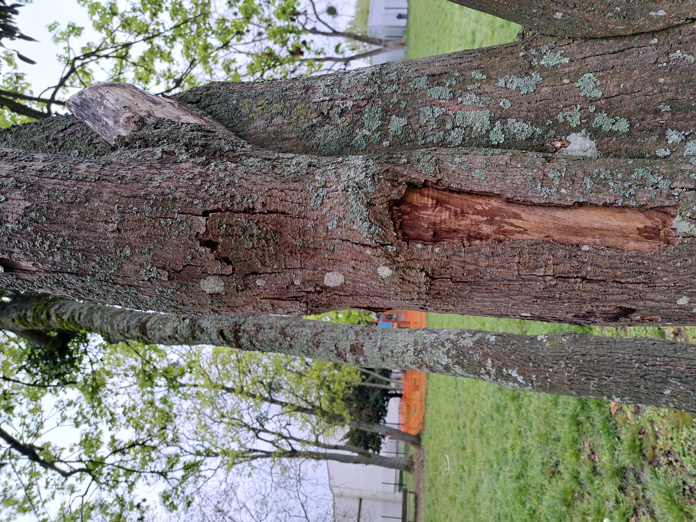 04-02 Arbre Centre Durix-3.jpg