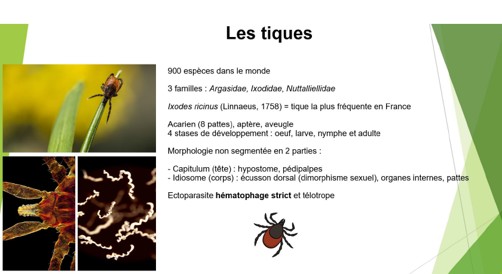 06-30 visuel tique.jpg