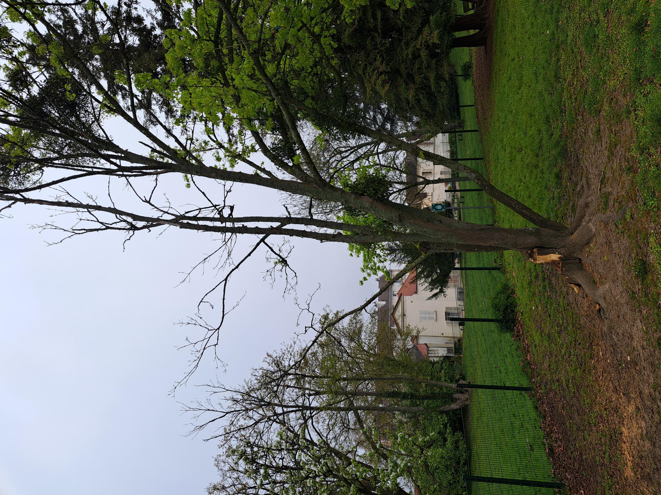 04-02 Arbre Centre Durix.jpg