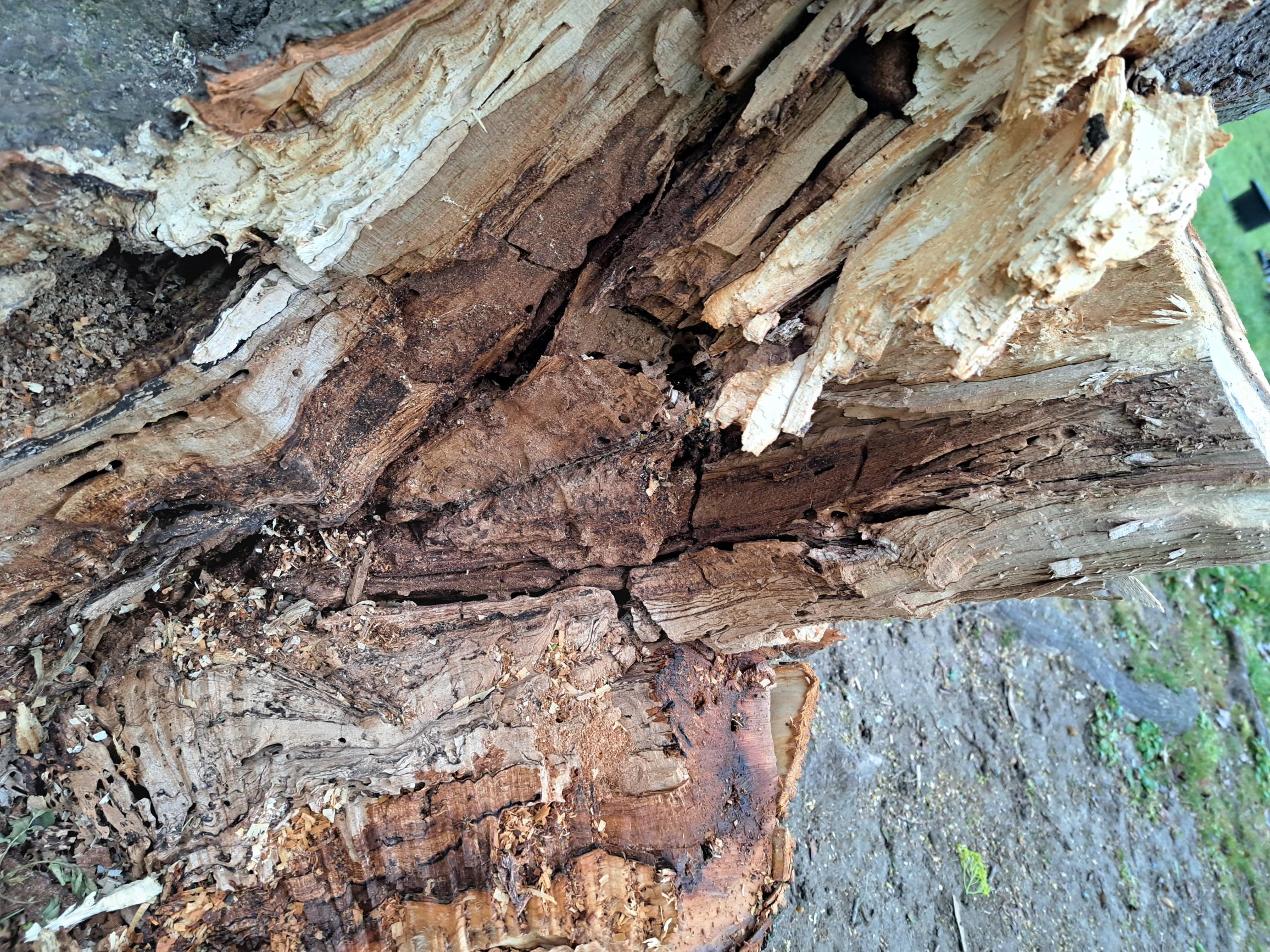 04-02 Arbre Centre Durix-2.jpg