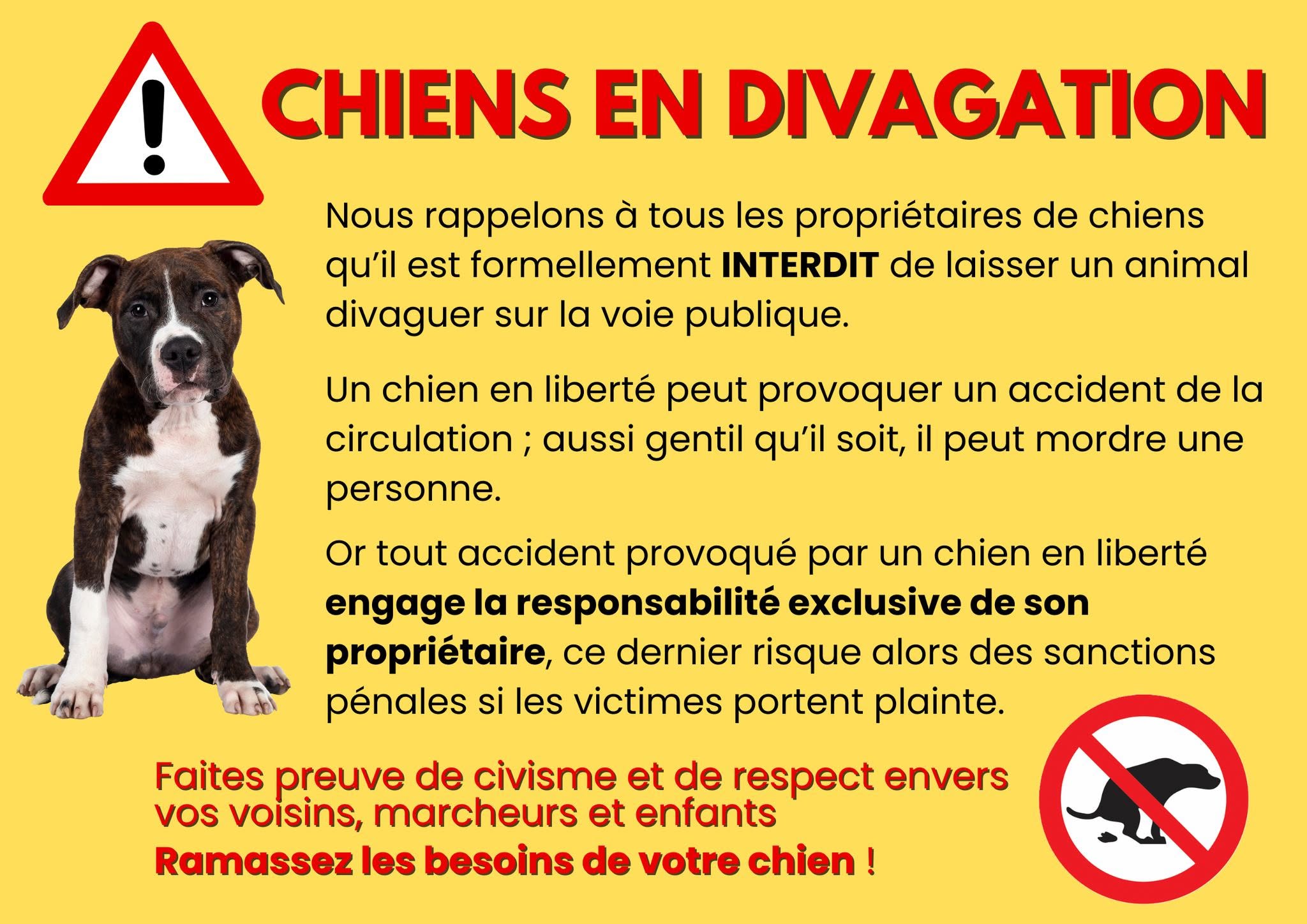 CHIENS VISUEL.jpg