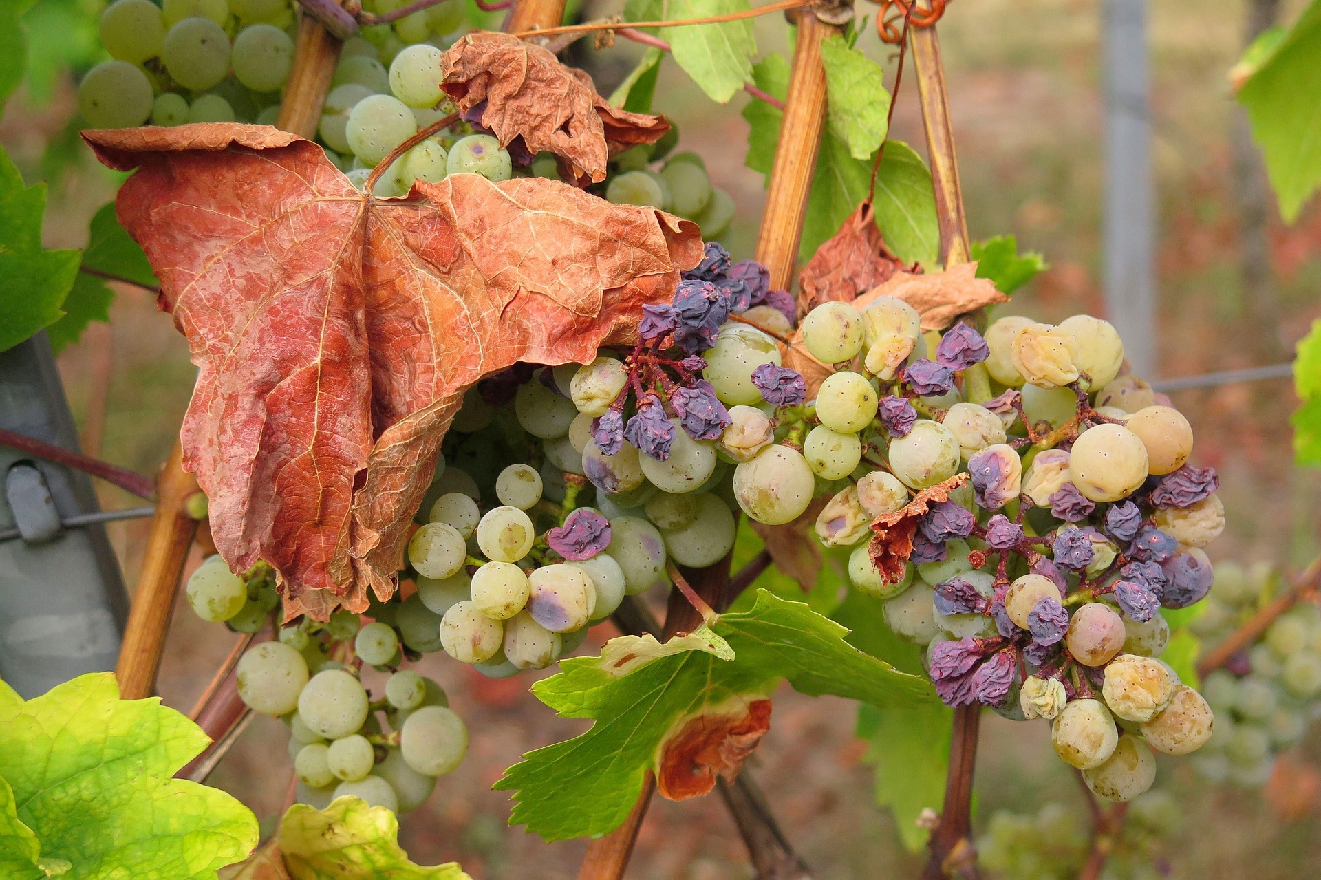 Indemnisation des pertes de fonds sur jeunes plants de vignes