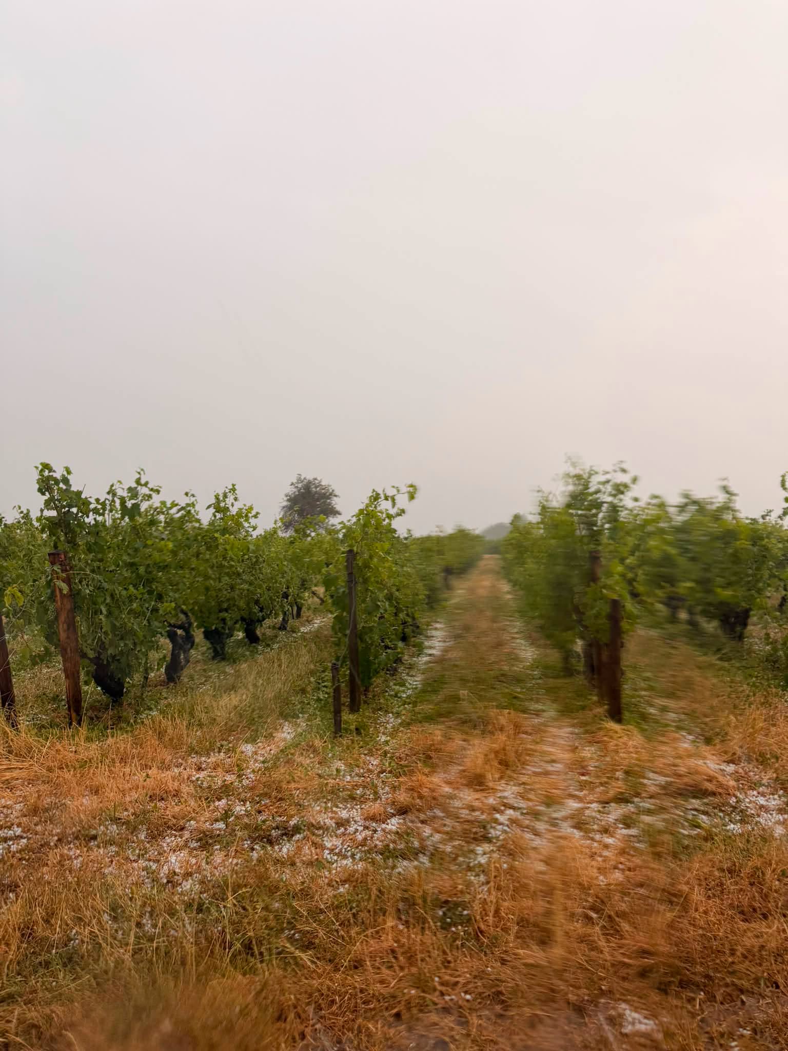 Vignes grêlées