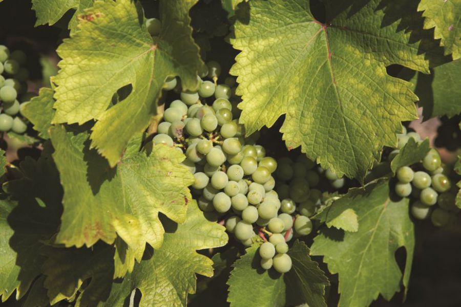4 - Histoire de la vigne.jpg