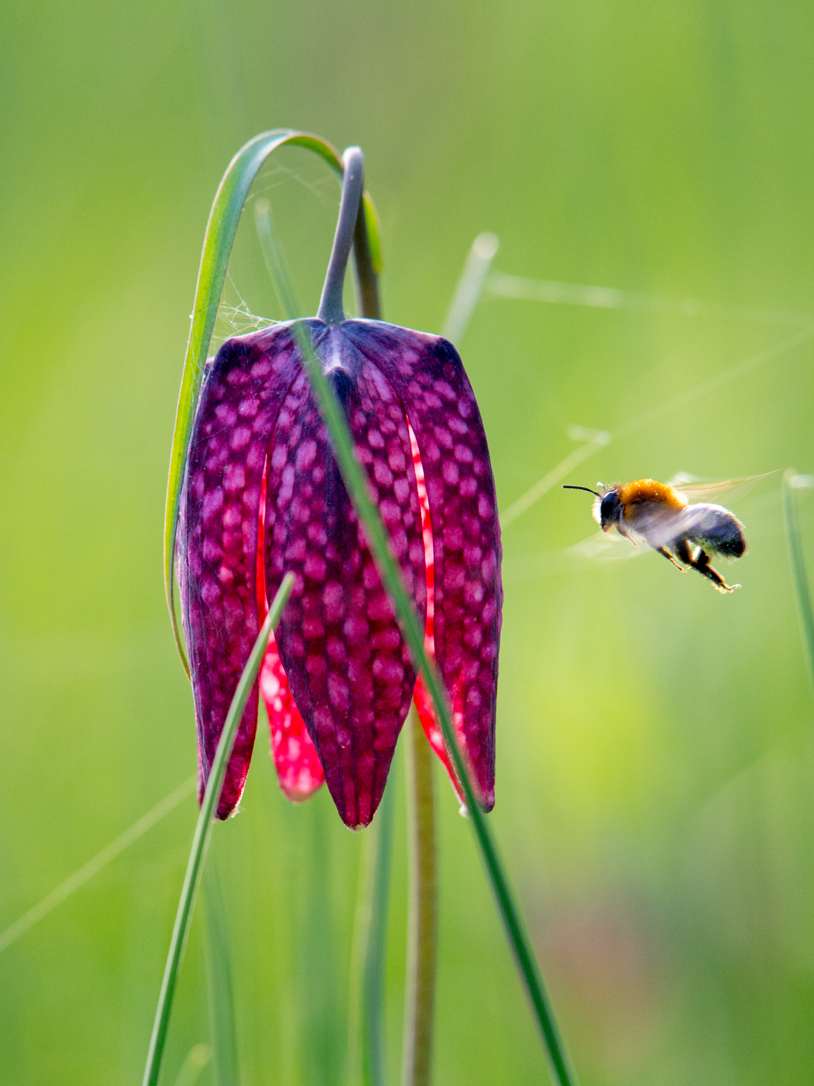 Fritilaire pintade - Pierre Viala.jpg