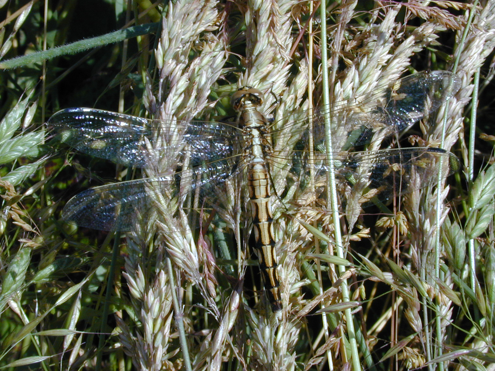 orthetrum-albistylum-PNR Marais poitevin.jpg