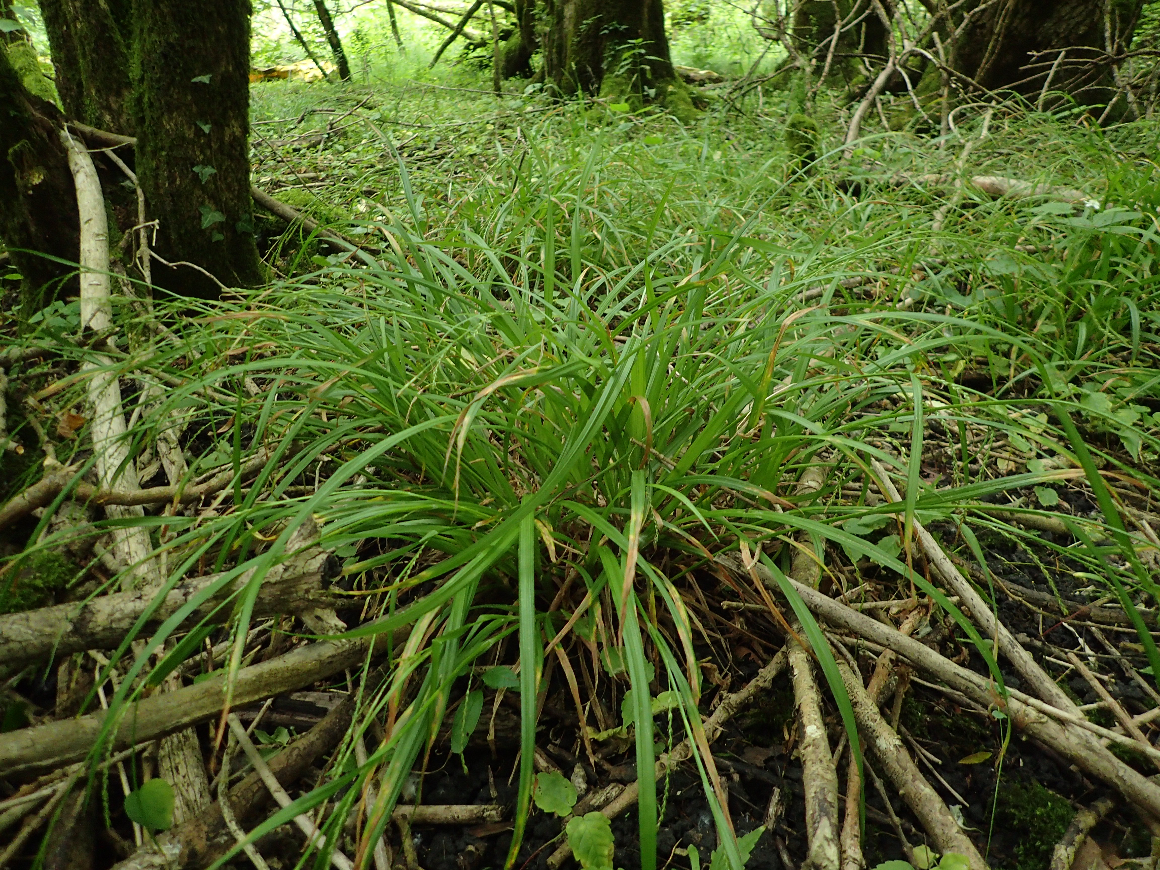 Carex strigosa Stéphane Barbier.JPG