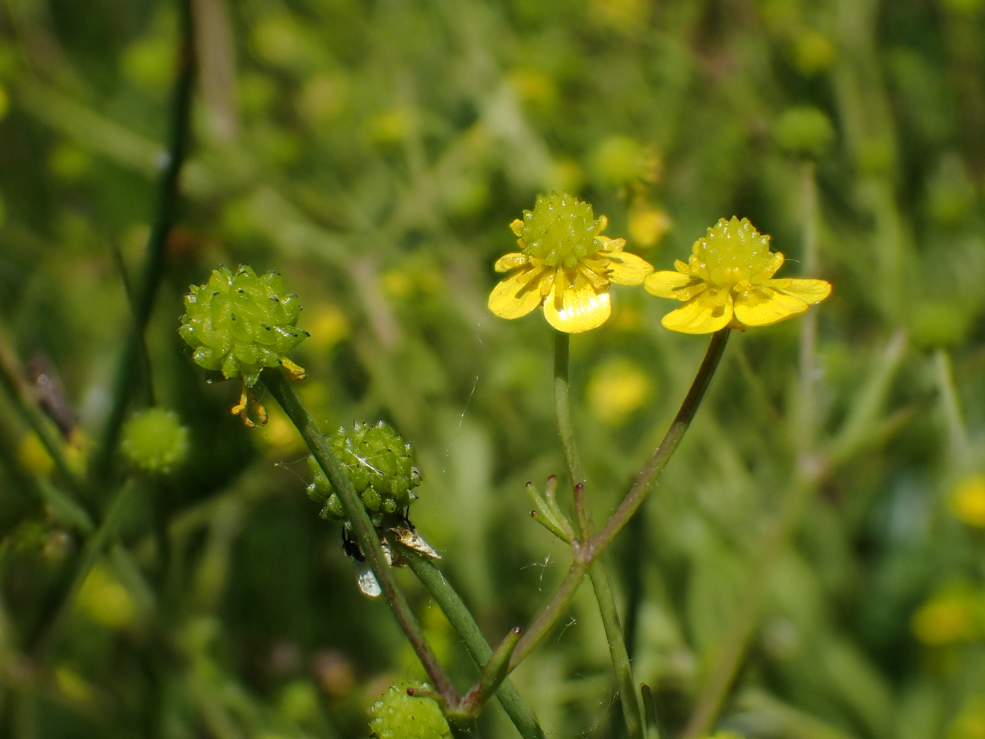 Ranunculus ophioglossifolius Stéphane Barbier.JPG