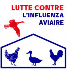 grippe aviaire.jpg