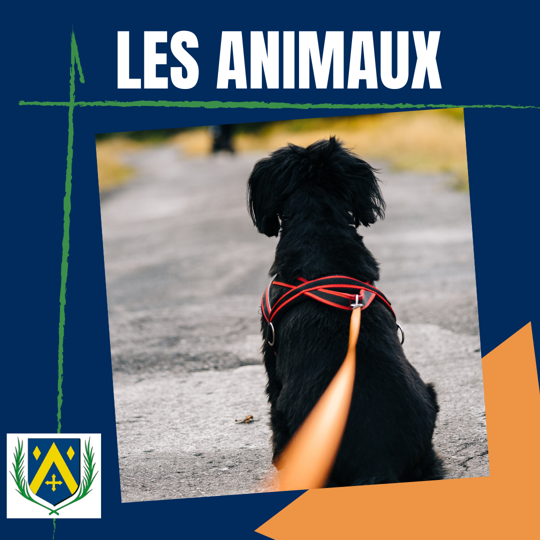 Animaux.png