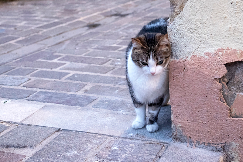 Chat-errant.jpg