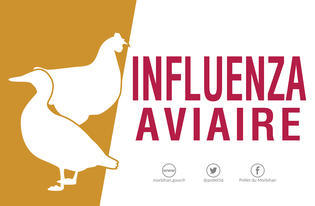 CP-Influenza-aviaire_large.jpg