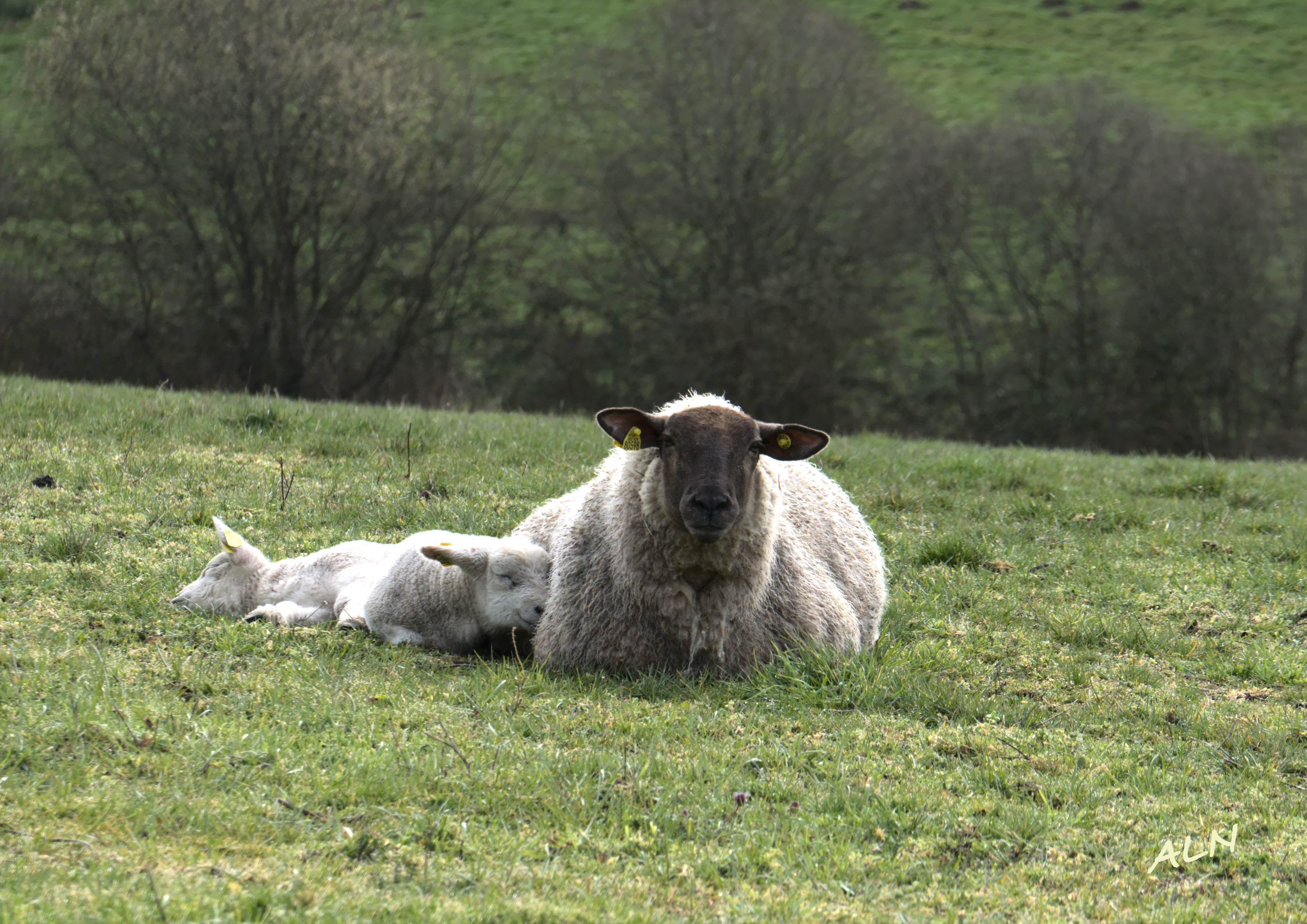 animaux de la campagne 3.jpg