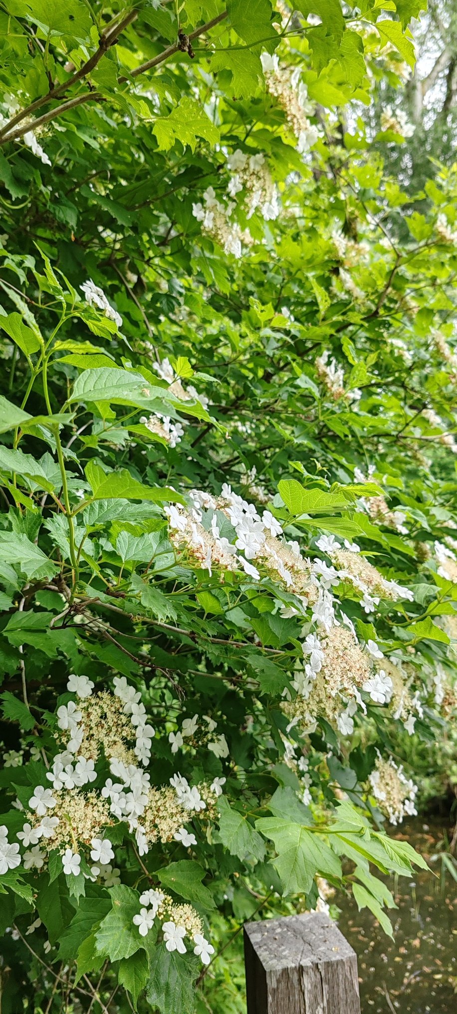 fleurs marais.jpg