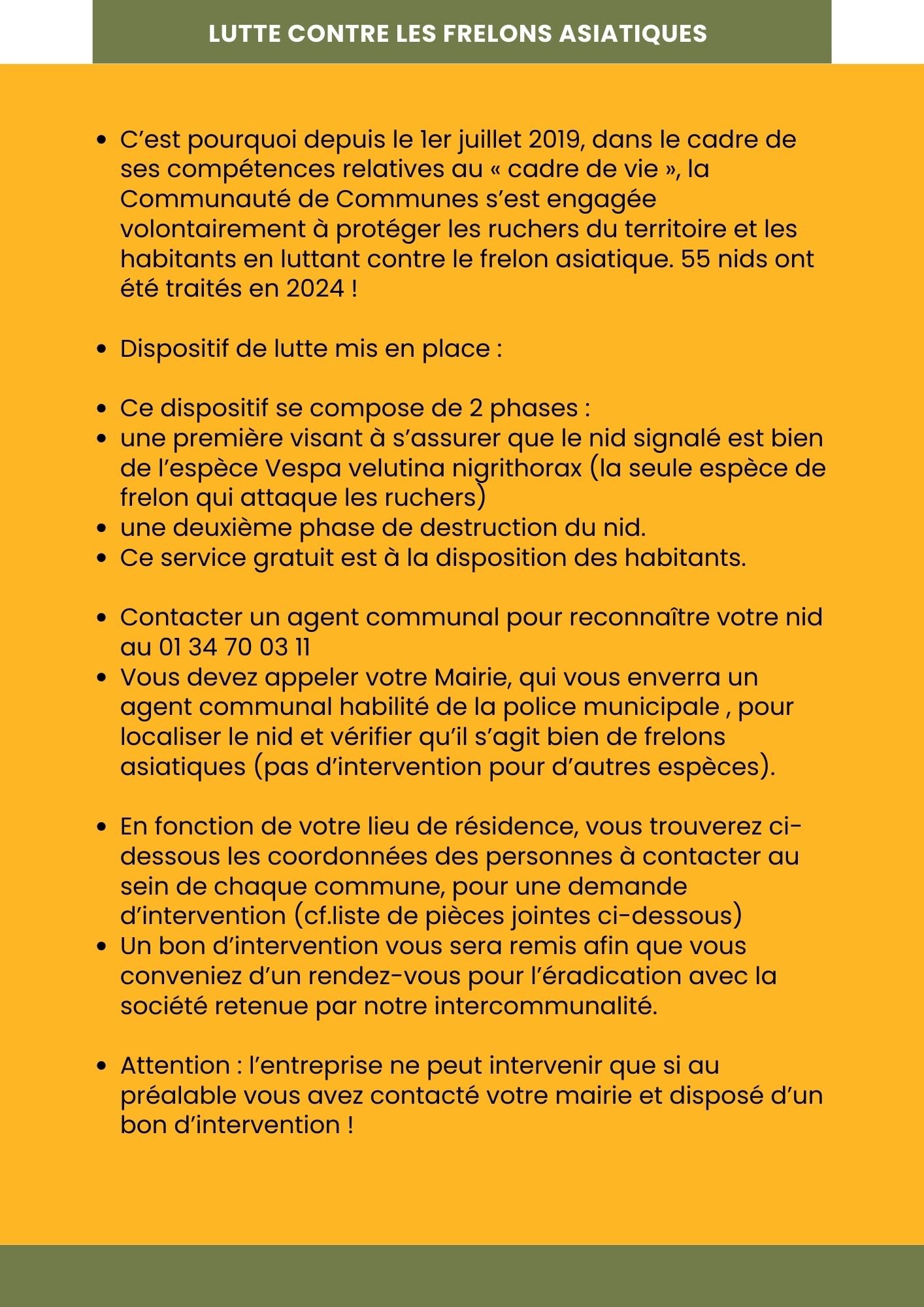 Frelons asiatiques 2.jpg