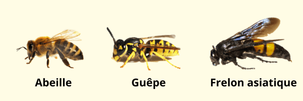frelons.png