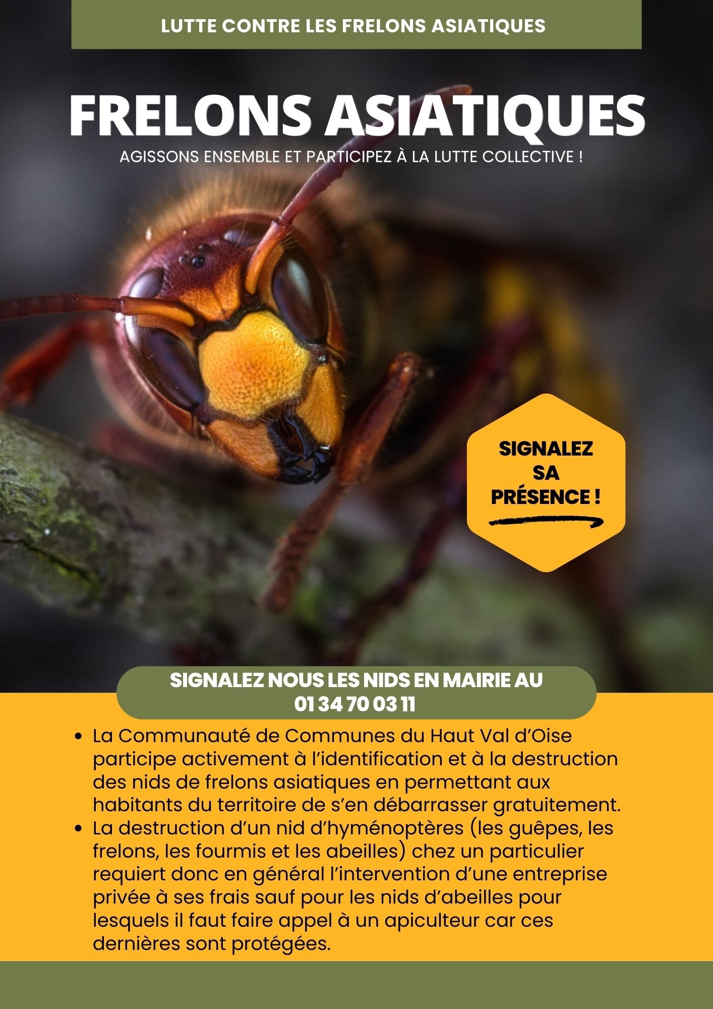 frelon asiatiques 1.jpg