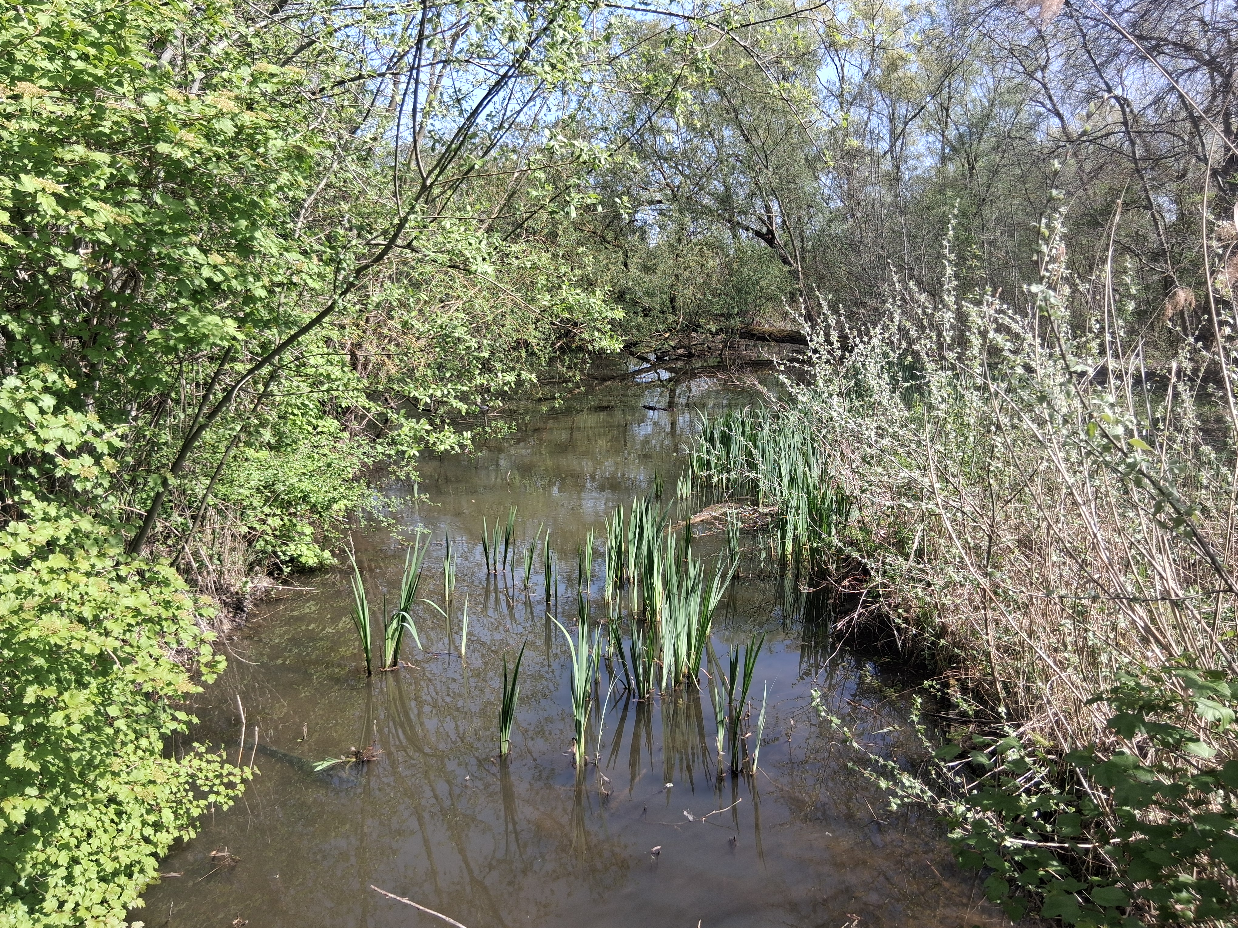 marais 11.jpg