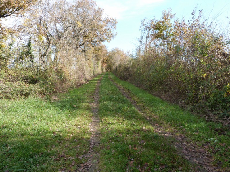 chemin de randonnée 55.jpg