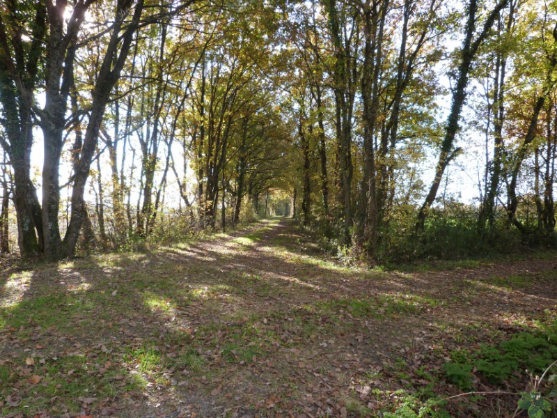 chemin de randonnée 61.jpg