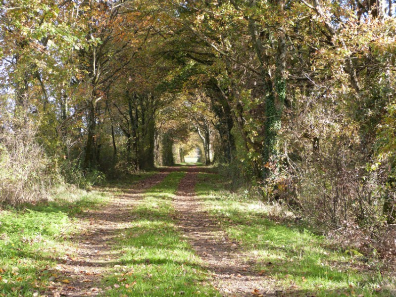 chemin de randonnée.jpg