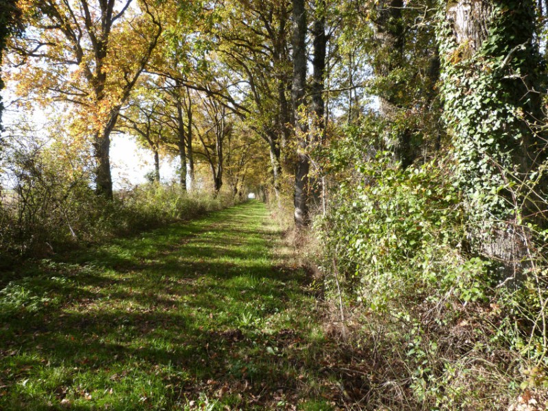 chemin de randonnée 68.jpg