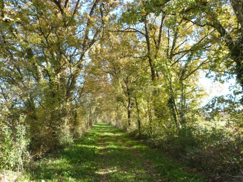 chemin de randonnée 3.jpg