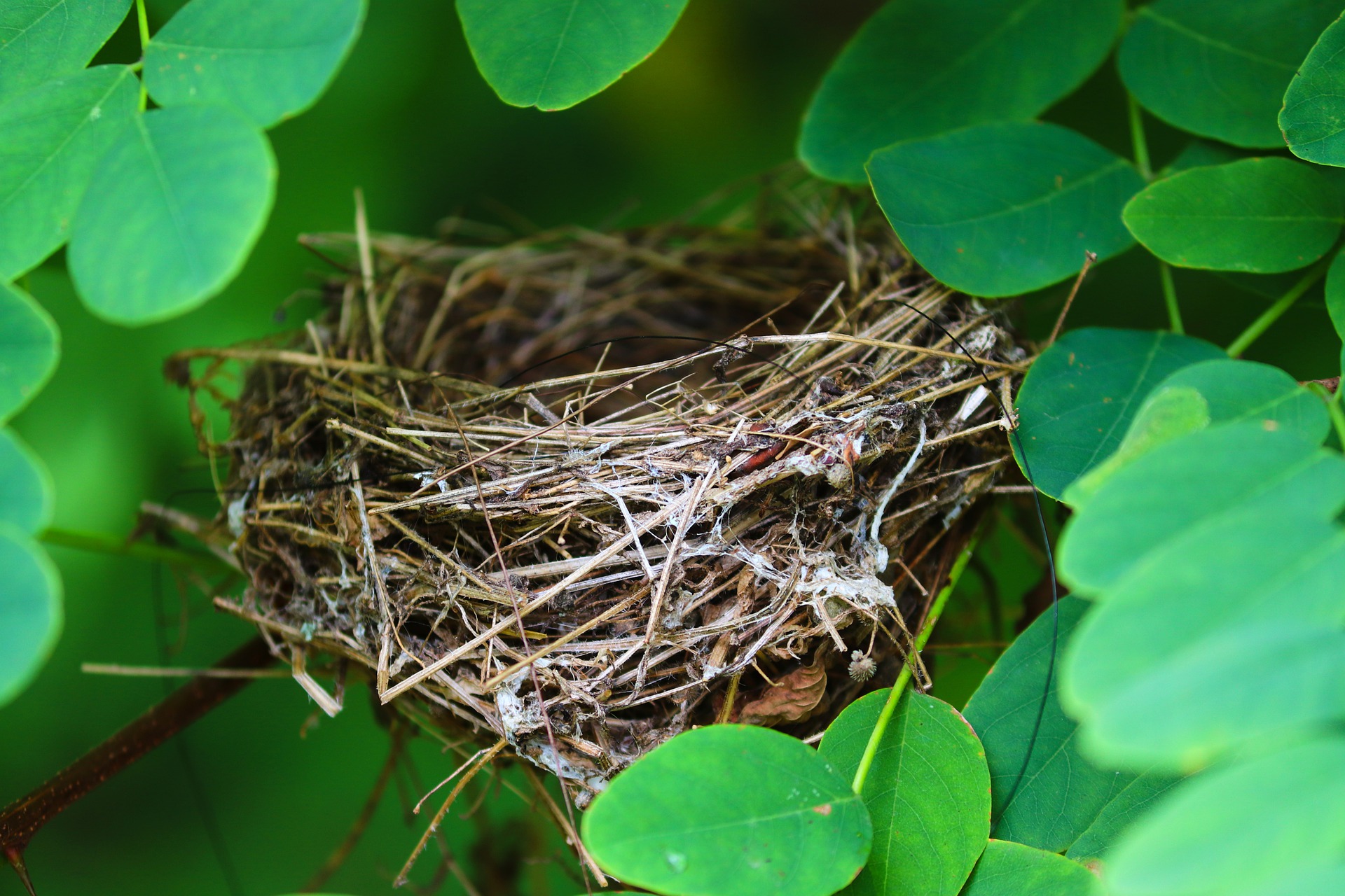 nest-ga7ab01313_1920.jpg