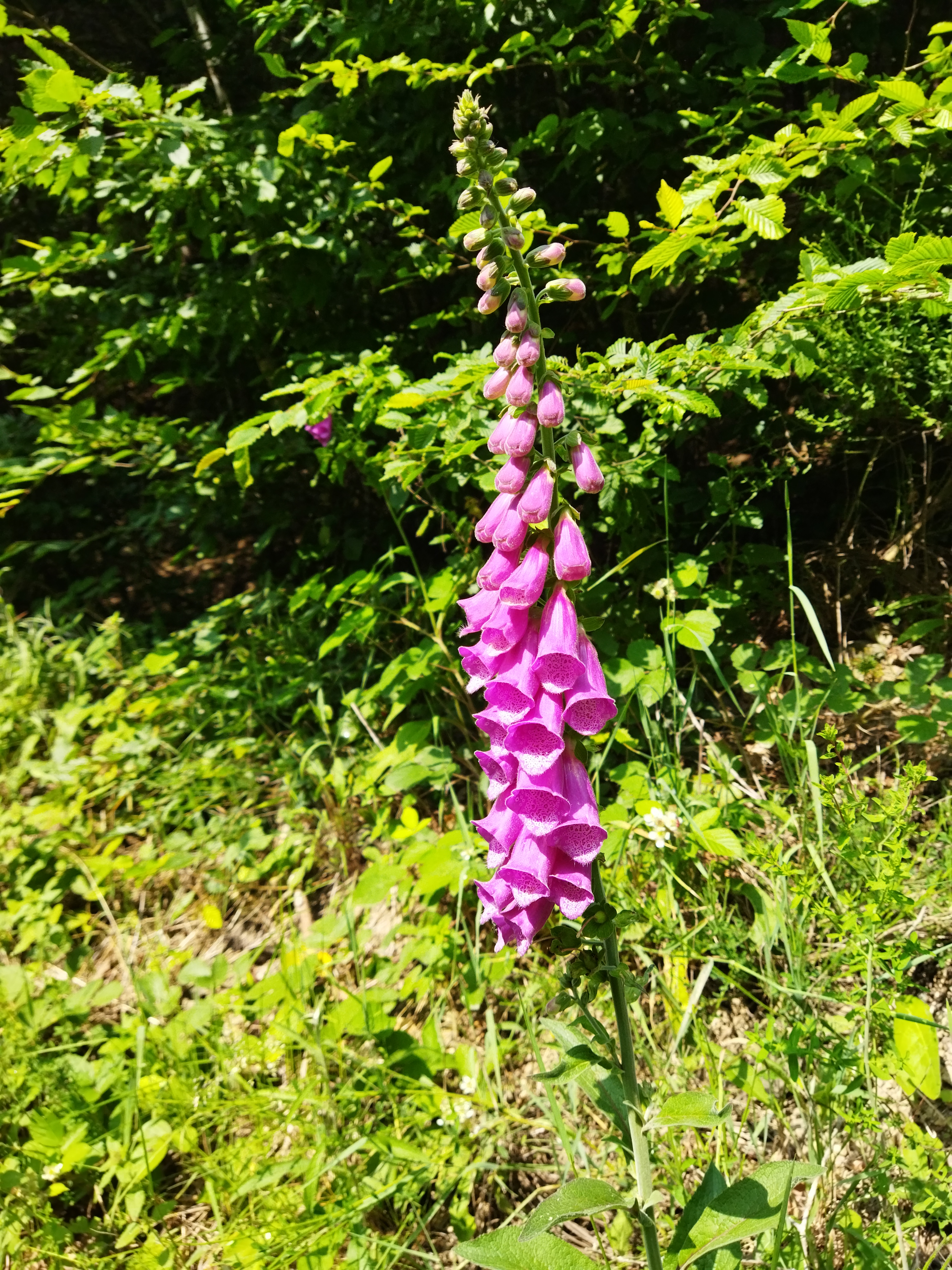 2025 - Randonneurs - Marche du dimanche - ©Philippe Raibaud _17_.jpg